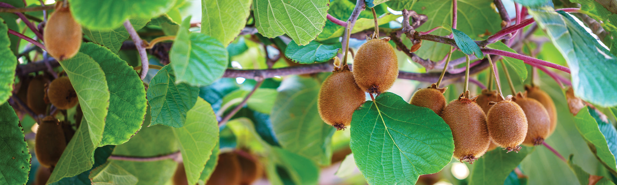 Kiwi de Sibérie - Actinidia arguta