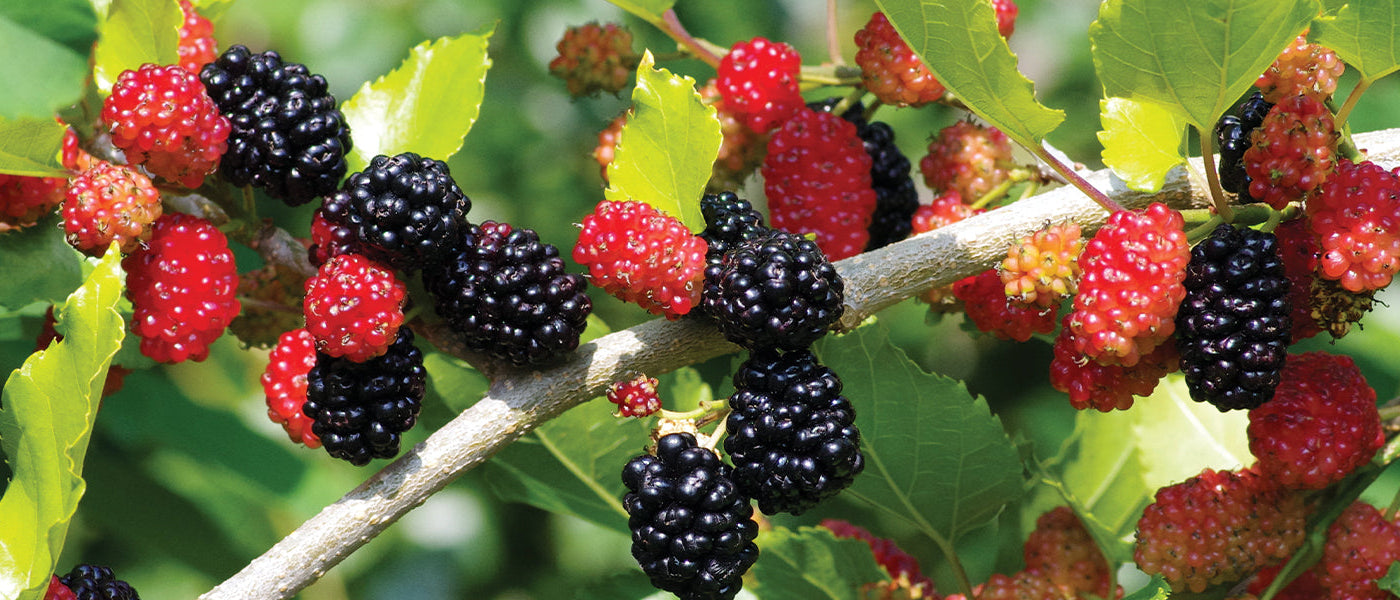 Mûrier blanc - Morus alba