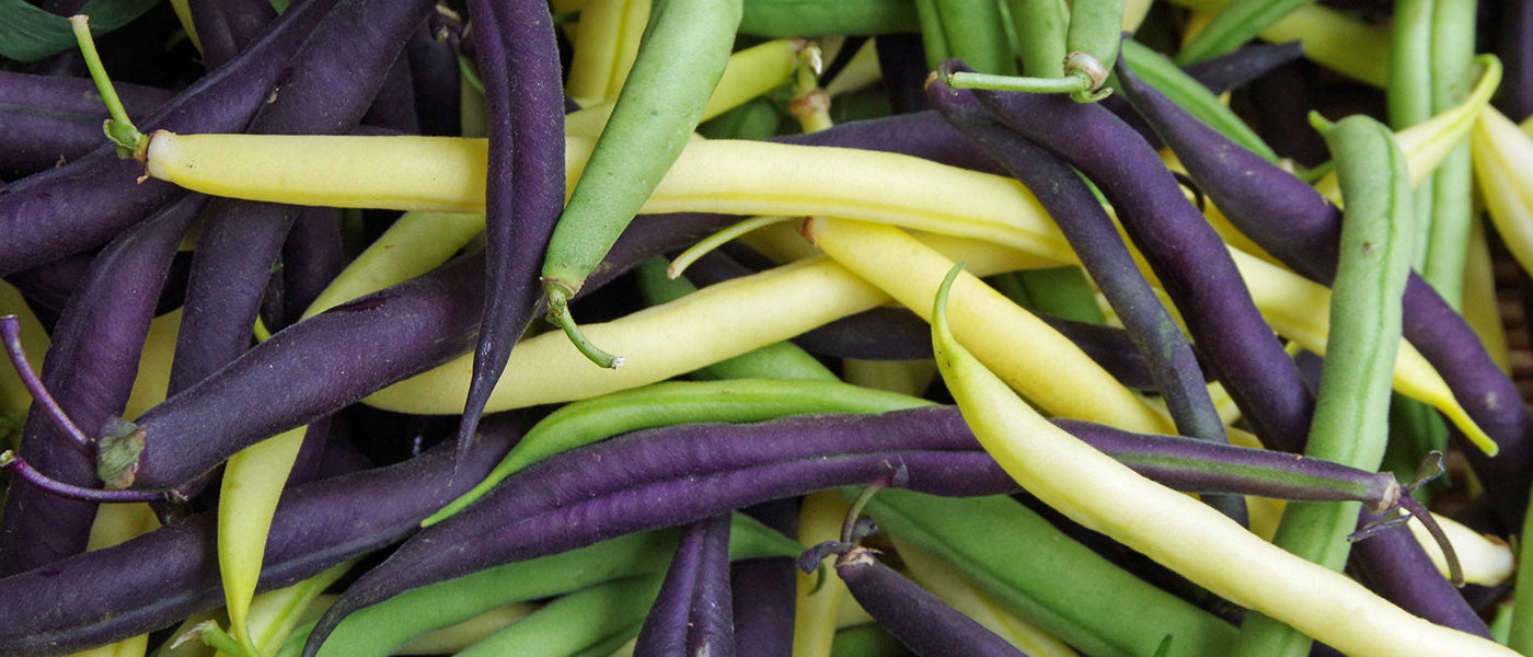 Haricot d'Espagne - Phaseolus coccineus