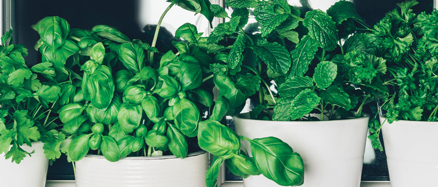 Graines d'aromatiques