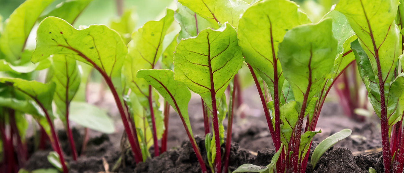 Betteraves rouges