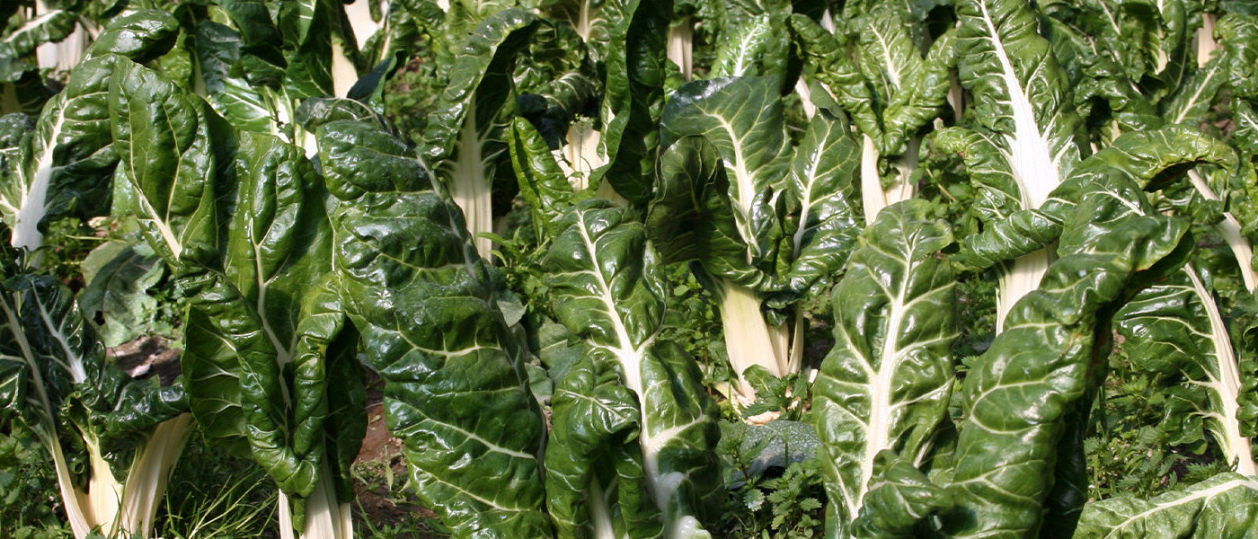 Blettes Poirées Cardons