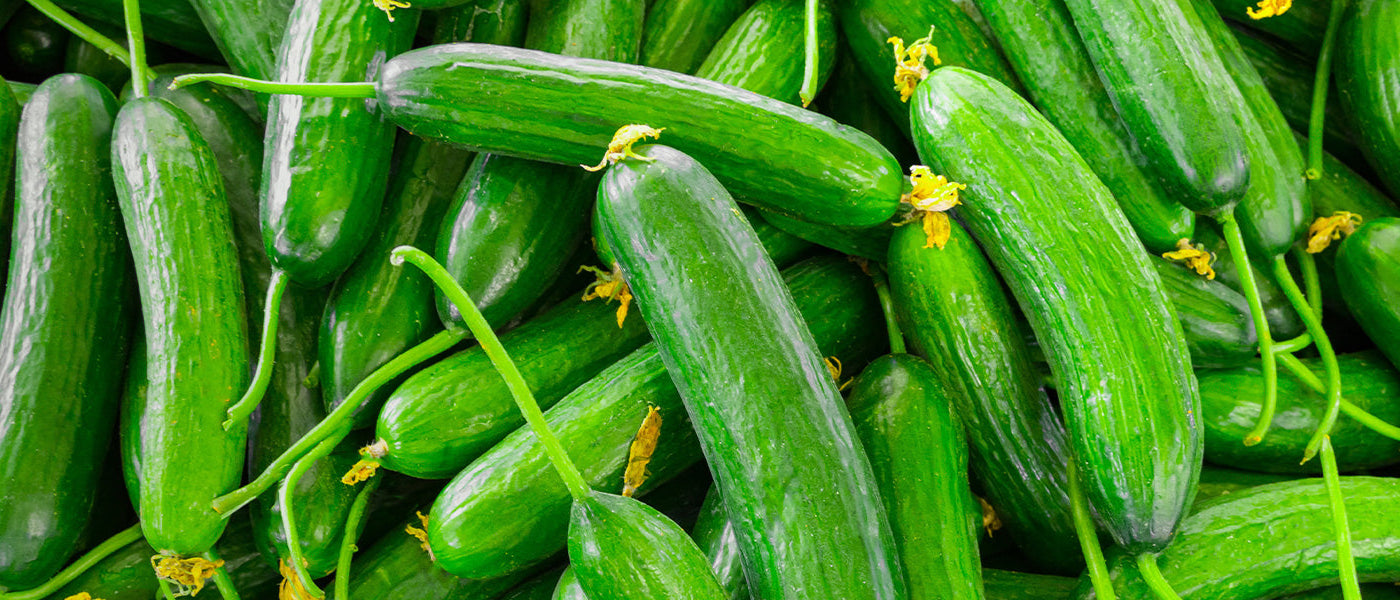 Concombre épineux d'Afrique - Cucumis metuliferus