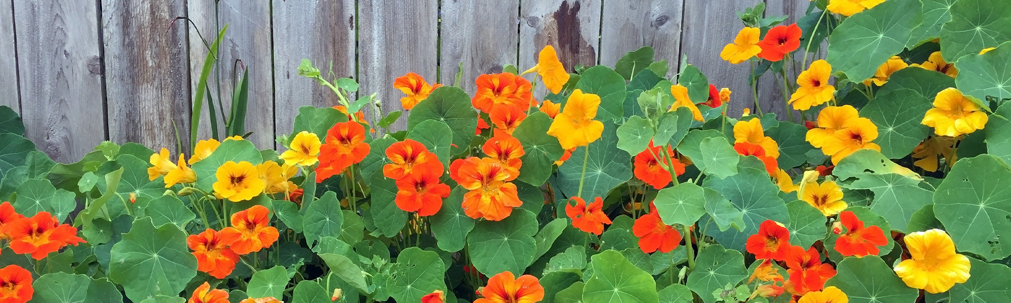 Grande capucine - Tropaeolum majus