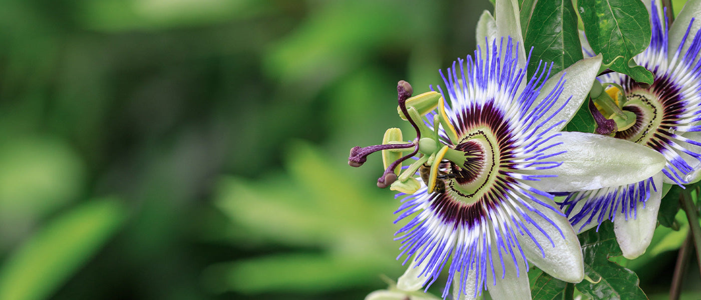 Plantes grimpantes à semer