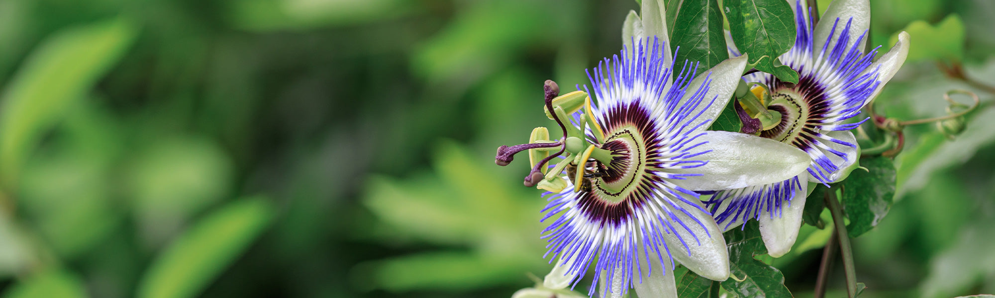 Passiflore comestible (fruit de la passion) - Passiflora edulis
