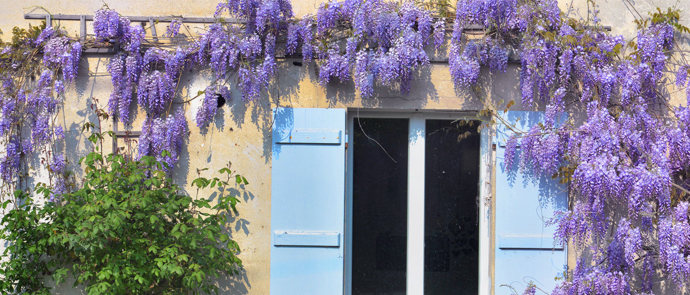Glycine venuste - Wisteria venusta