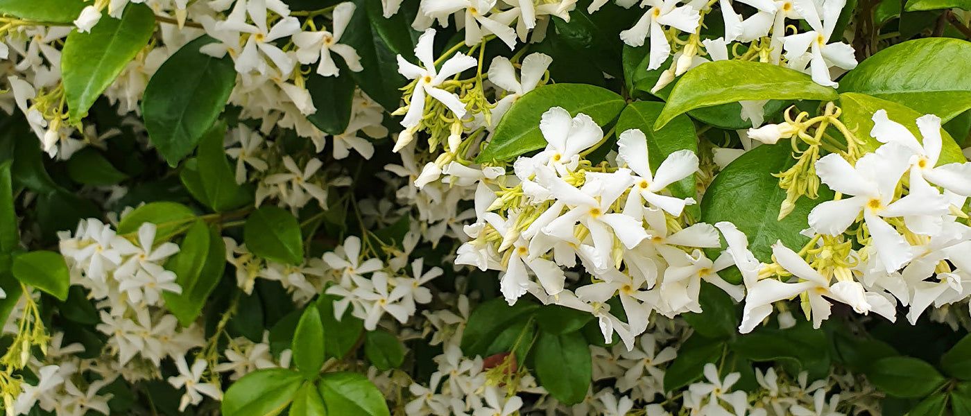 Plantes grimpantes à feuillage persistant