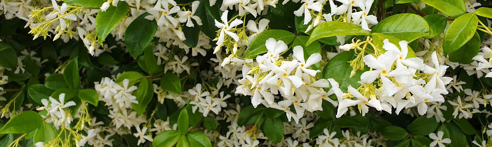 Plantes grimpantes à feuillage persistant