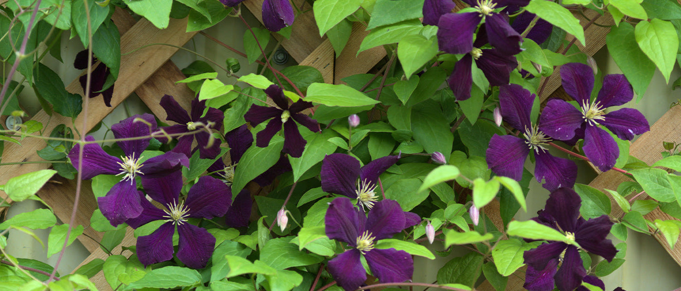 Clématite du Texas - Clematis texensis