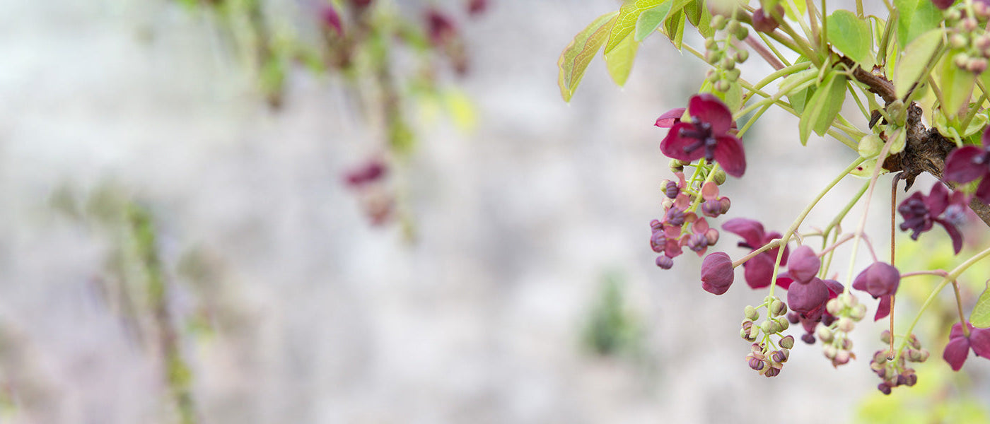 Akébie à cinq feuilles - Akebia quinata