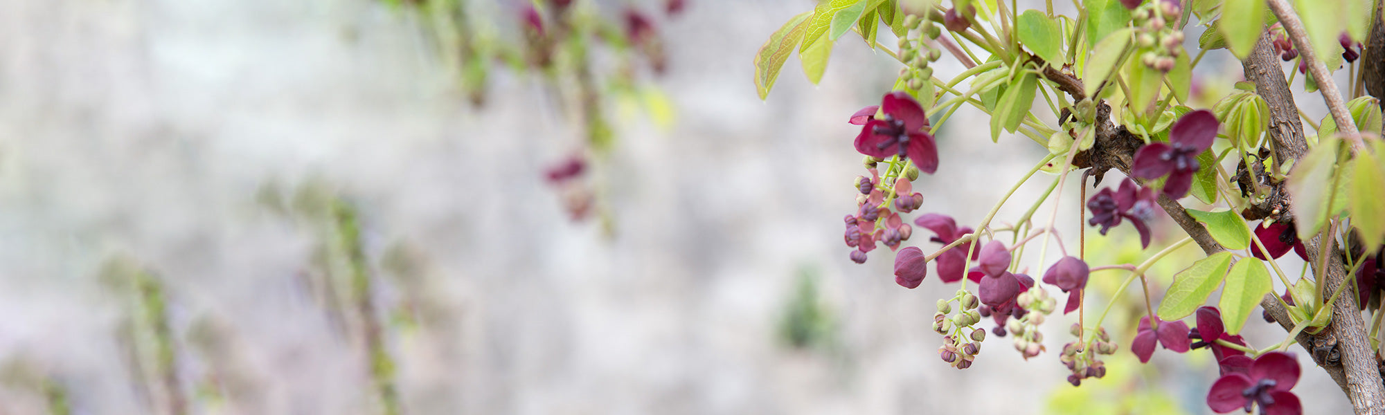 Akébie à cinq feuilles - Akebia quinata