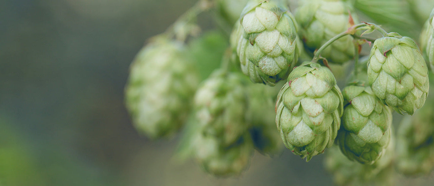 Houblon - Humulus lupulus