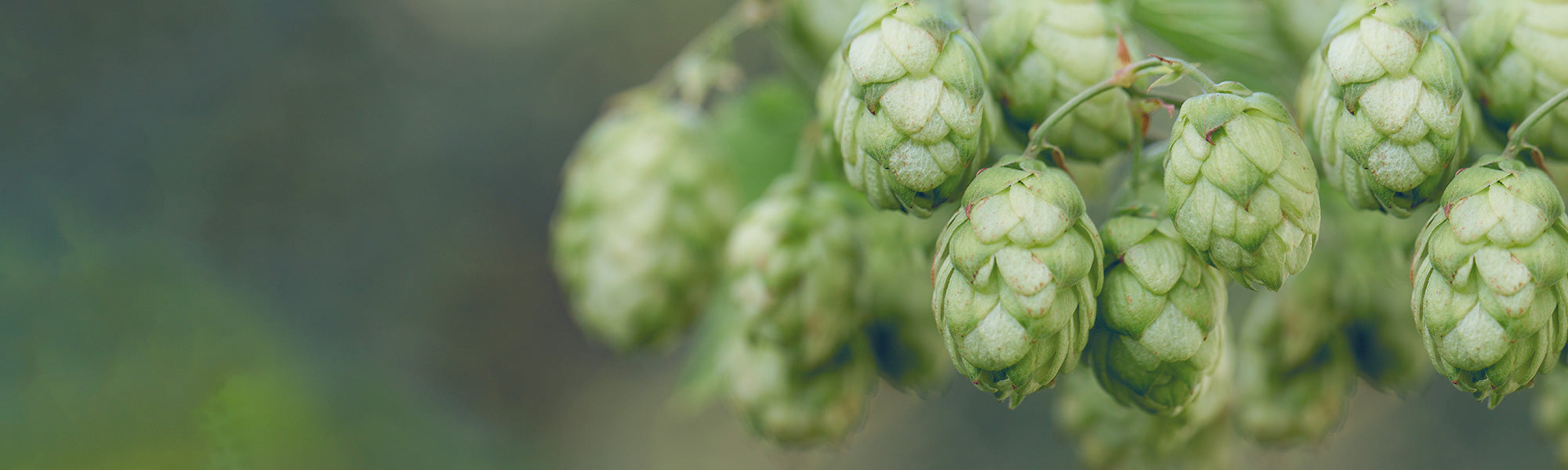 Houblon - Humulus lupulus