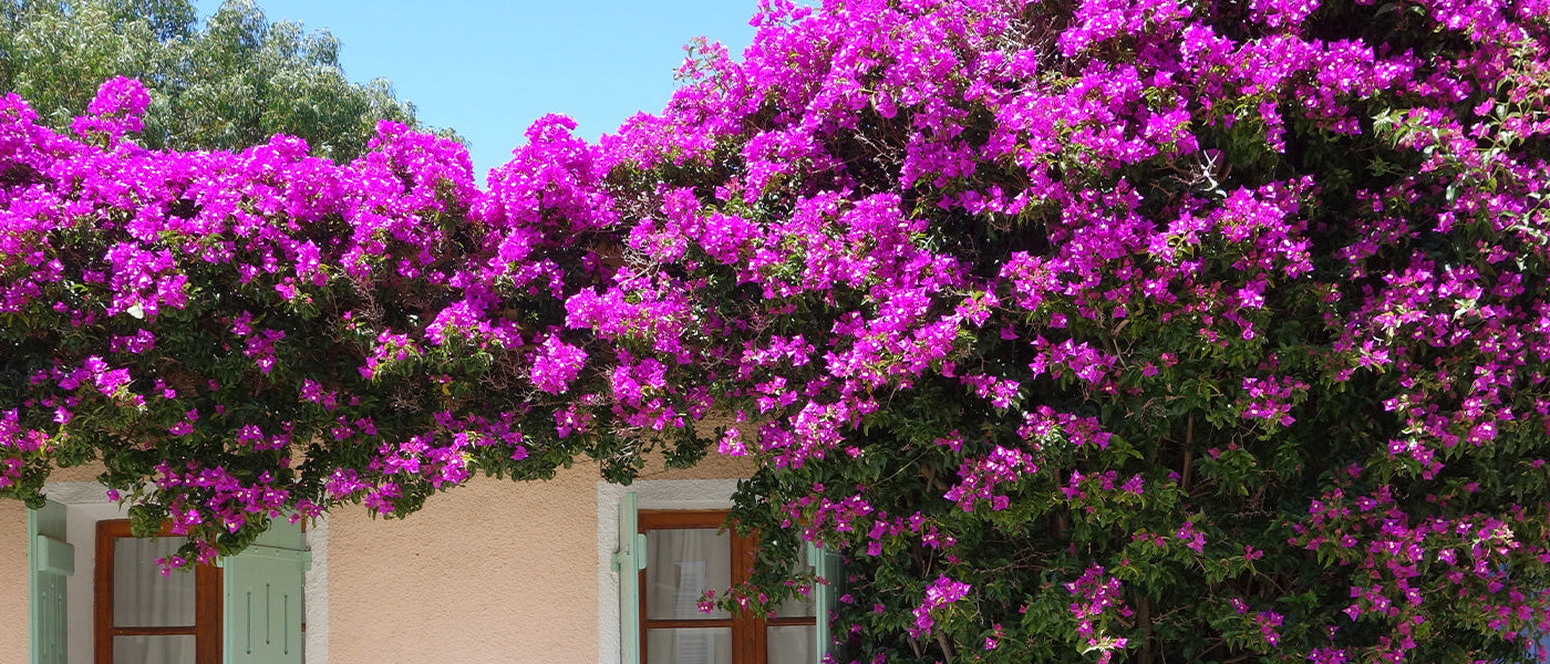Bougainvilliers