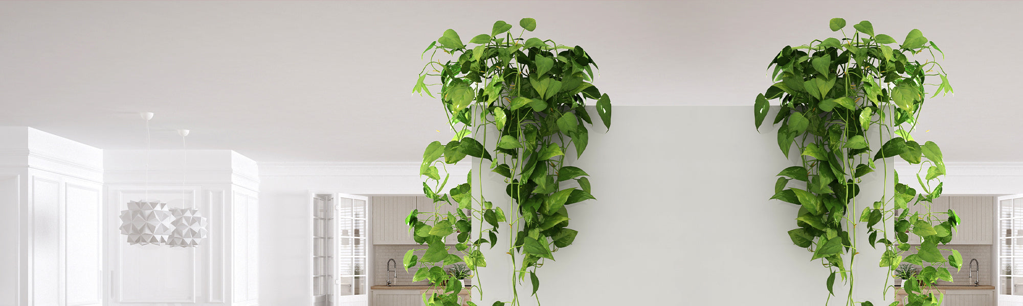 Lierre du Caucase - Hedera colchica