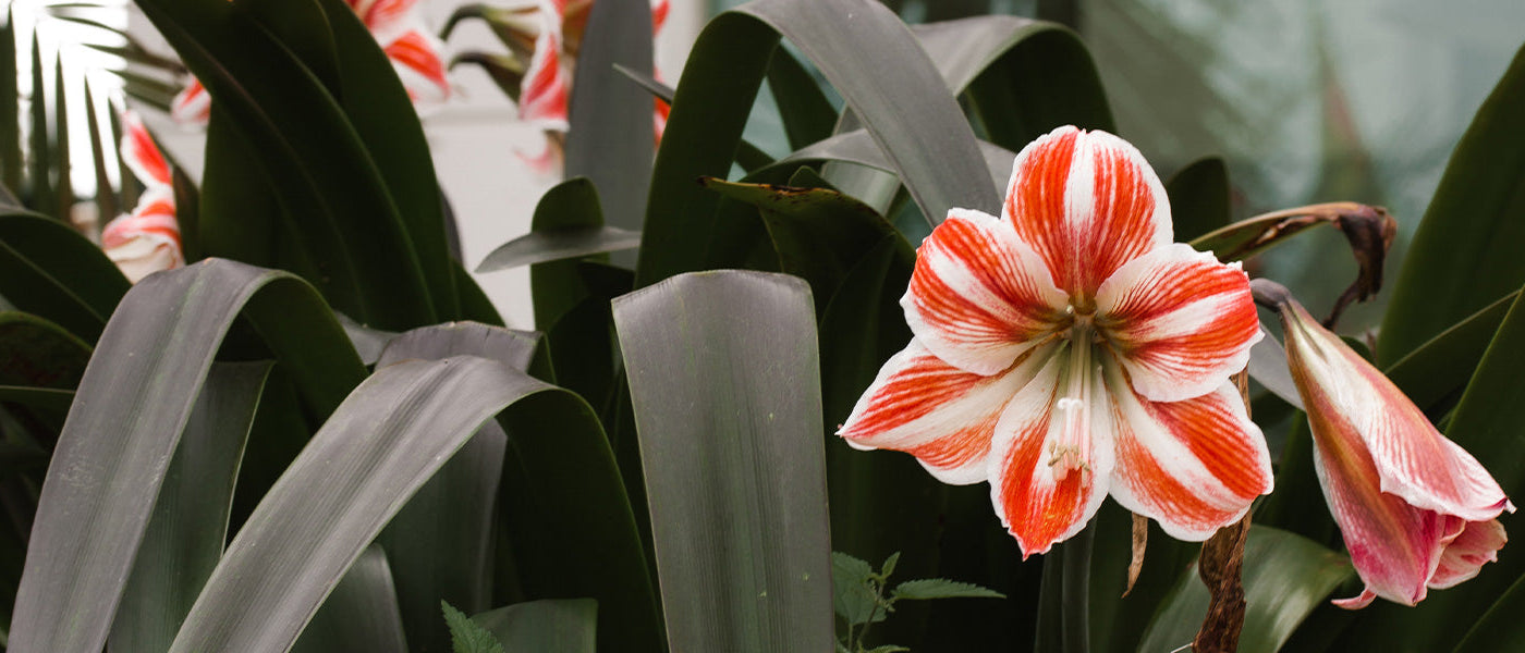 Amaryllis