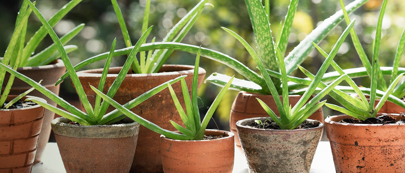 Aloès arborescent - Aloe arborescens