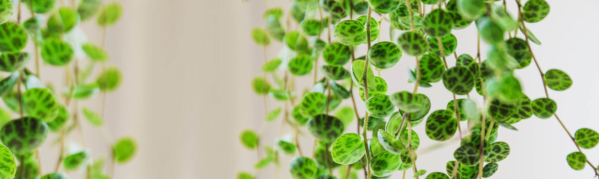 Peperomia