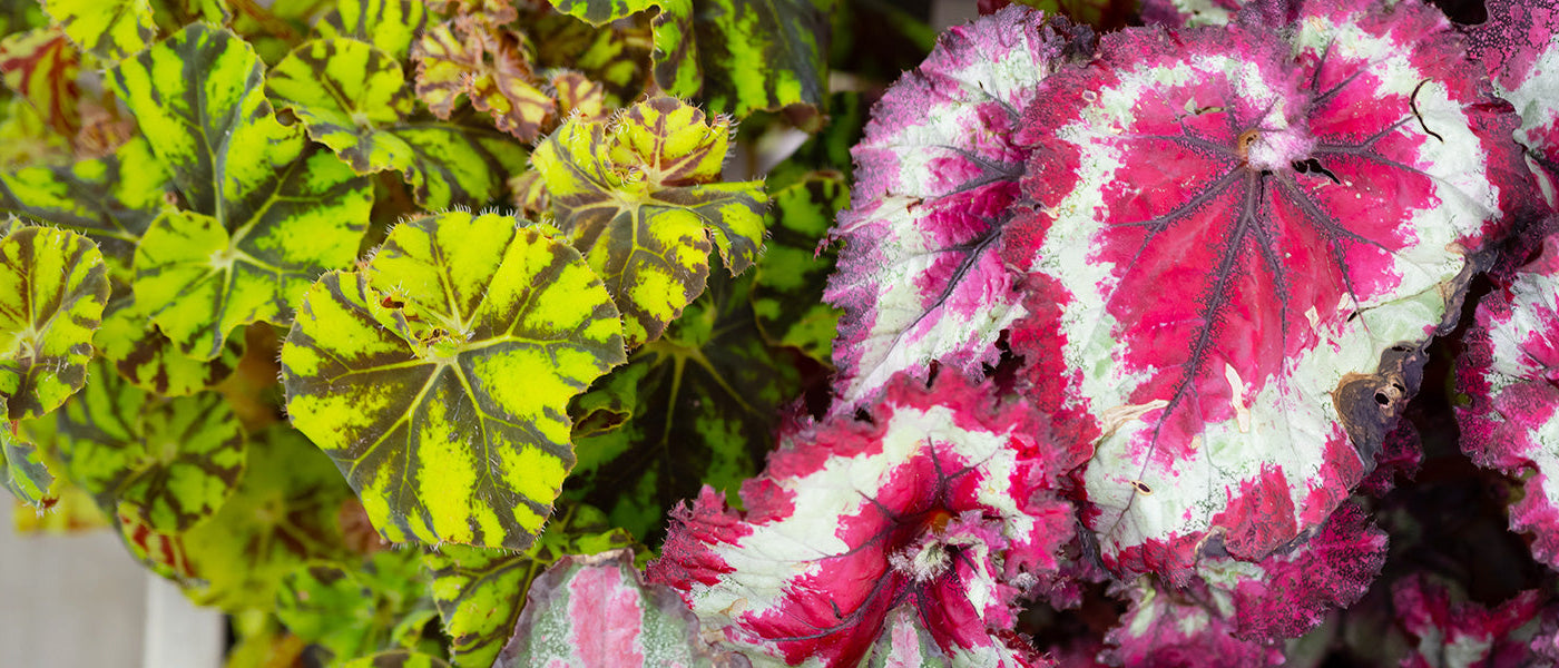 Bégonias d'intérieur
