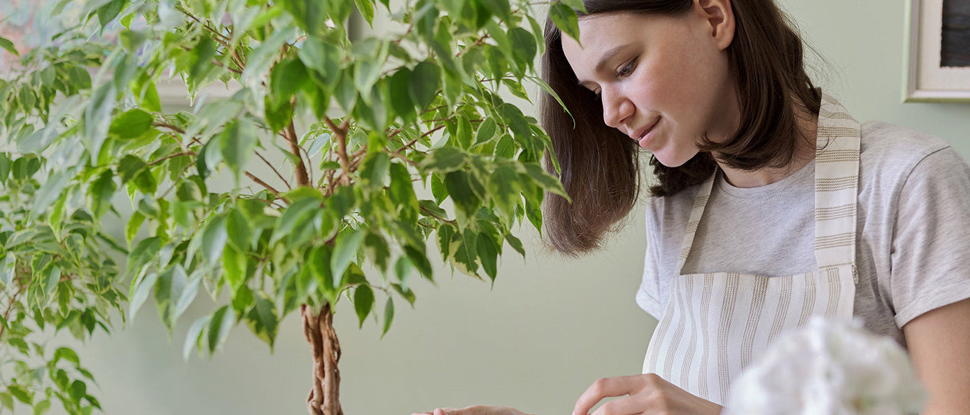 Figuier rampant - Ficus pumila