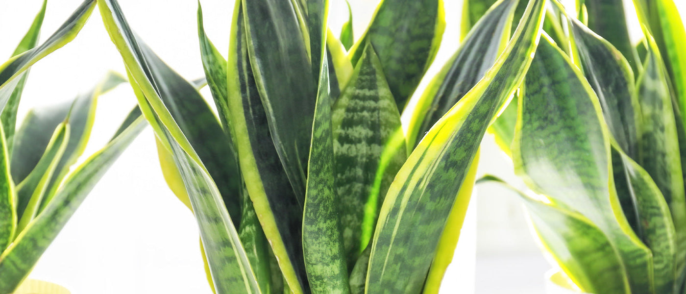 Cactus et plantes grasses