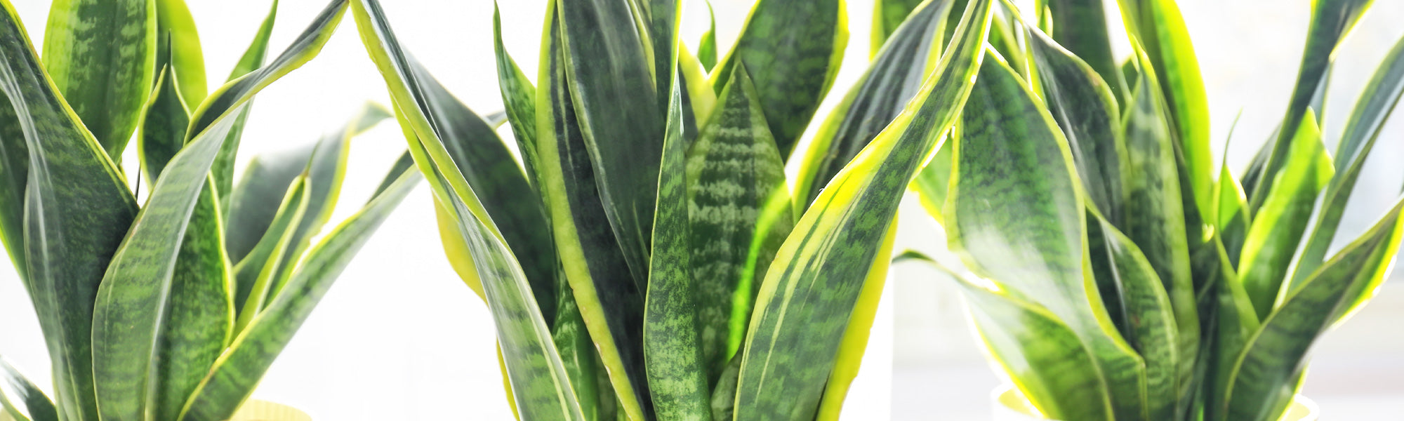 Cactus et plantes grasses