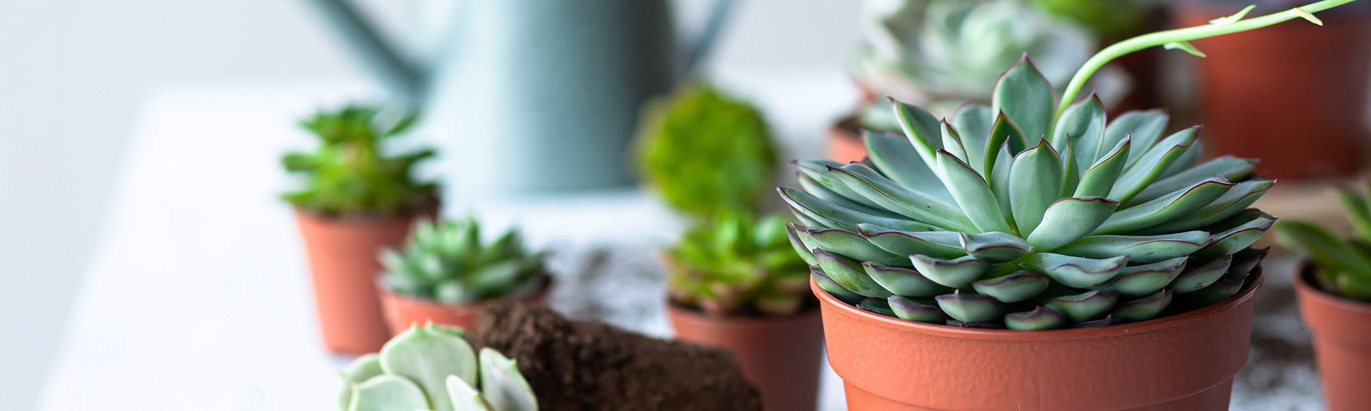 Écheveria de Derenberg - Echeveria derenbergii