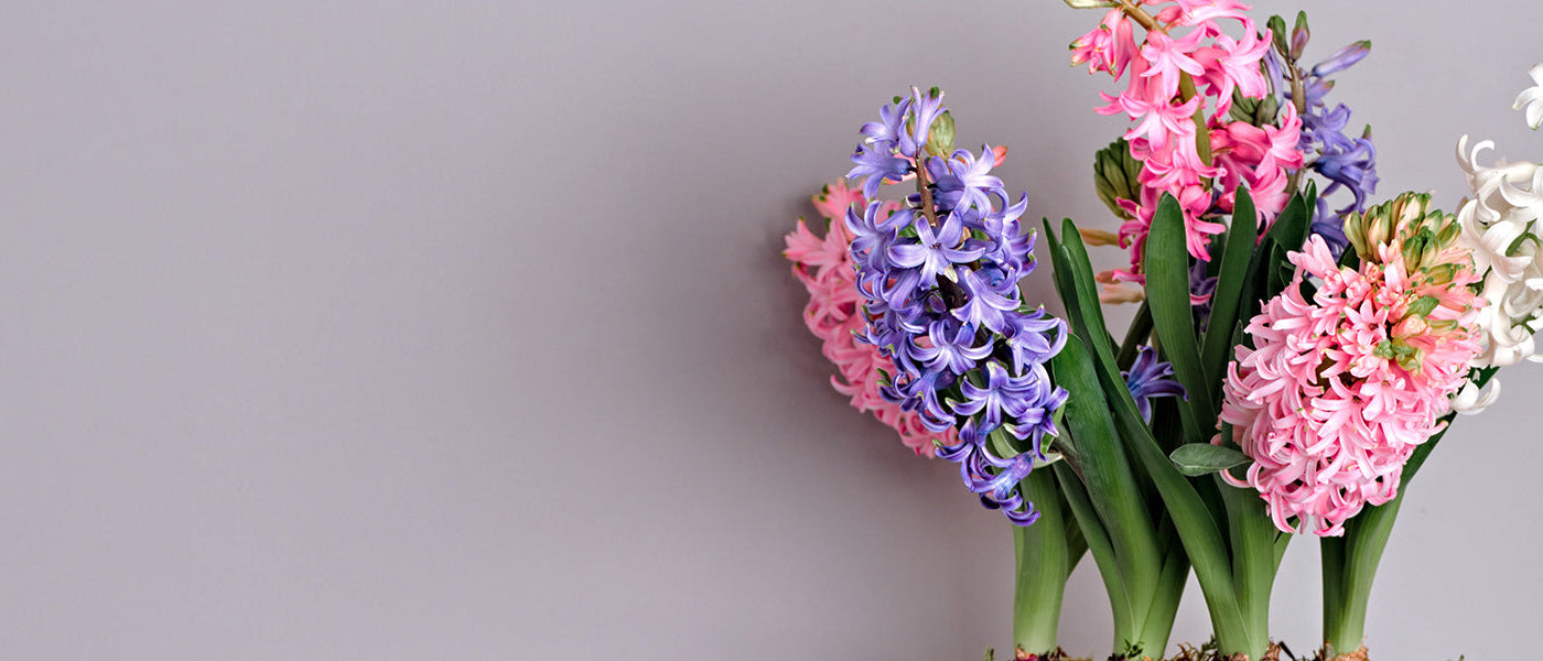 Jacinthe d'intérieur