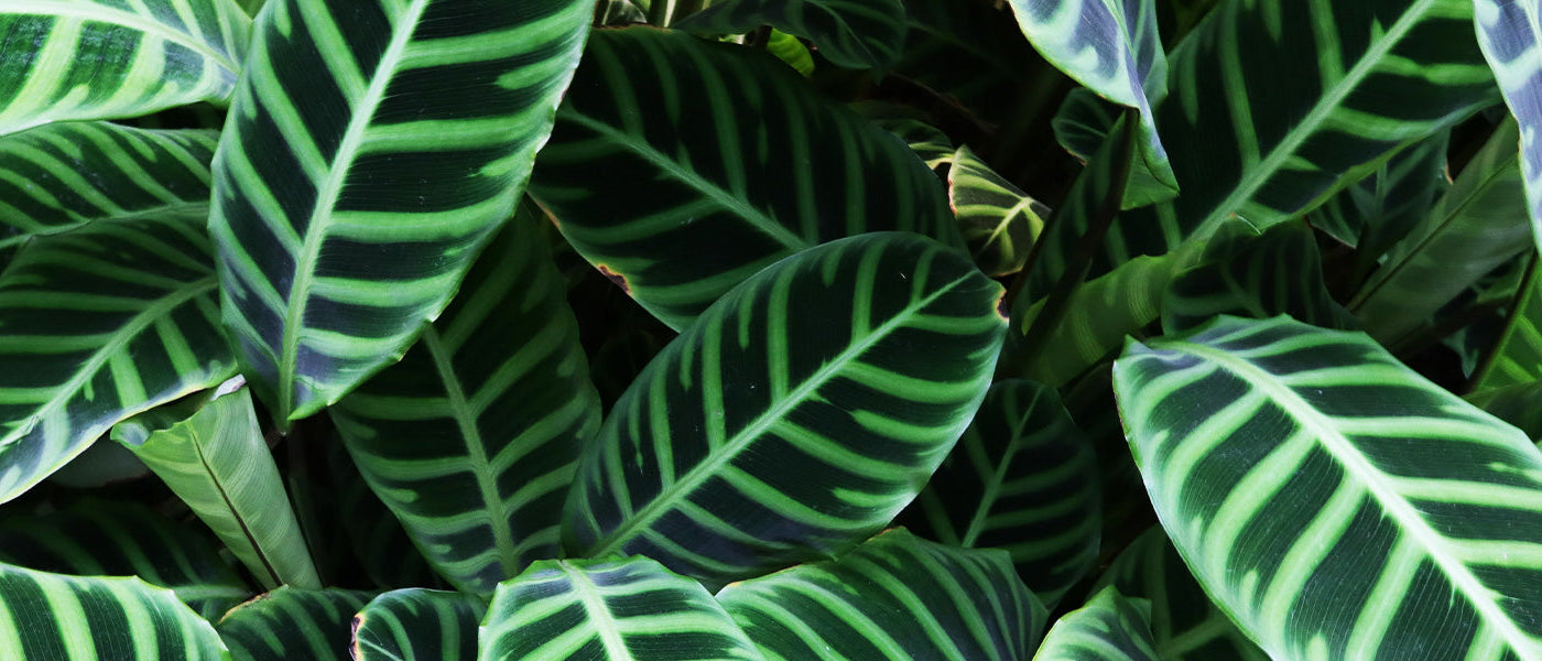 Calathea zébrée - Calathea zebrina