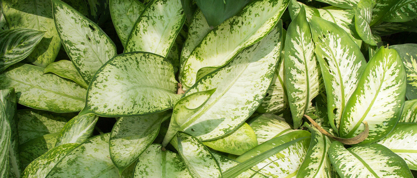 Dieffenbachia
