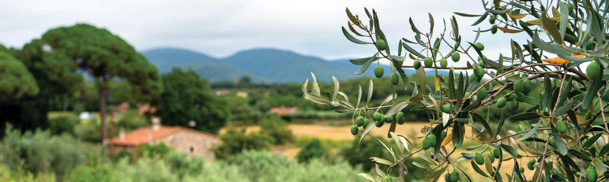 Olivier européen - Olea europaea