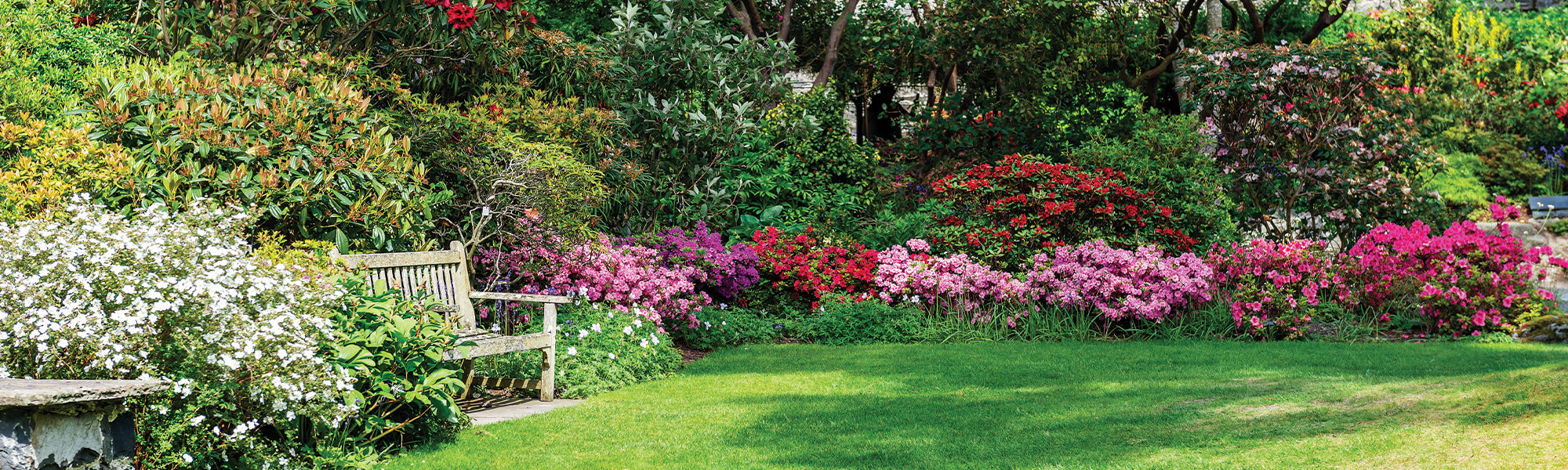 Nouveautés de plantes