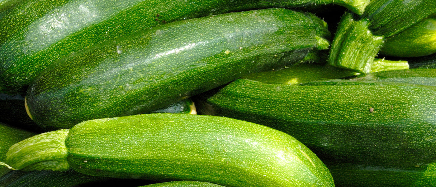 Plants de courgettes