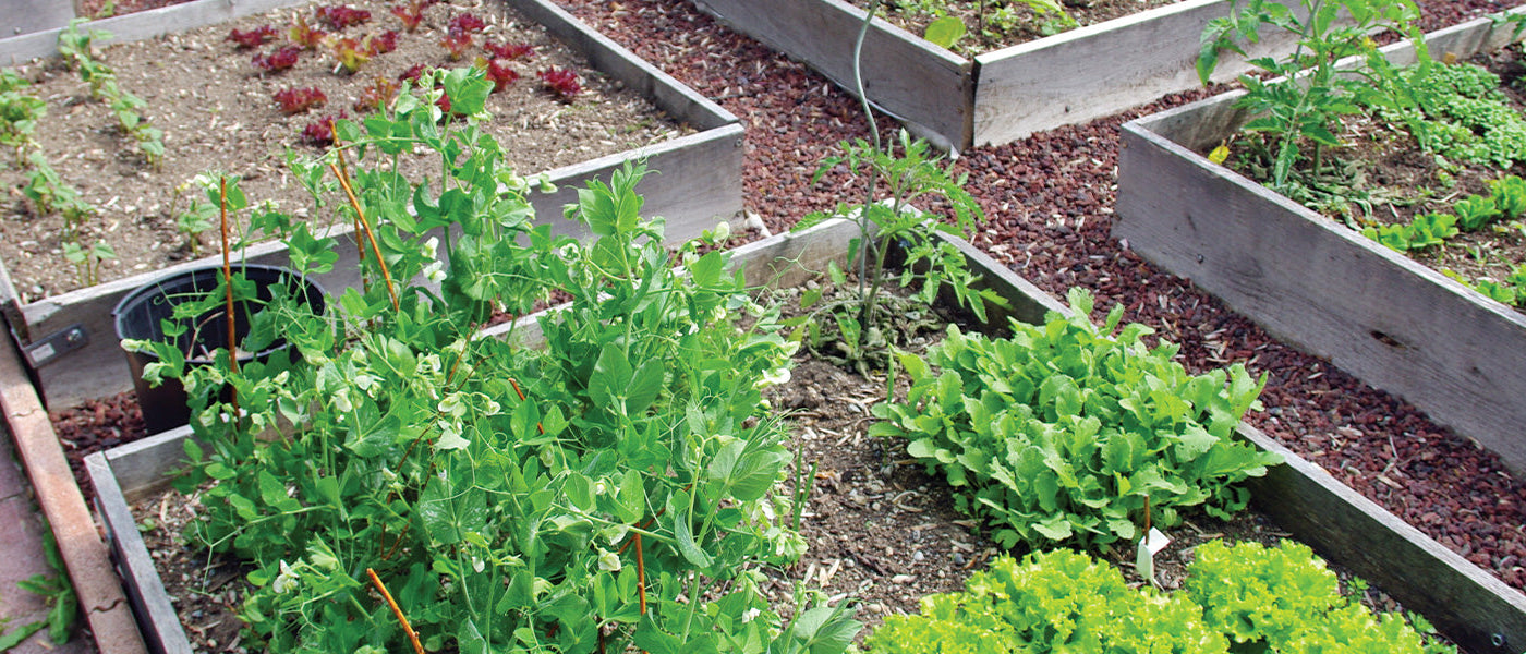 Potagers serres et accessoires du jardin