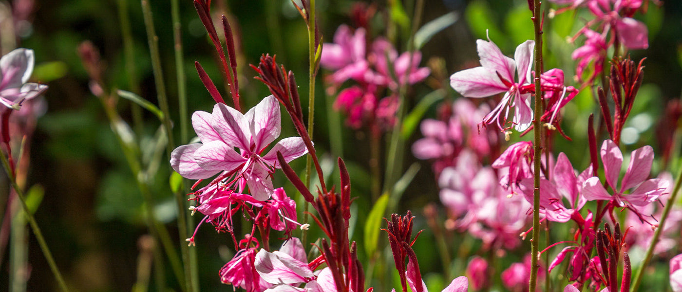 Gaura de Lindheimer - Gaura lindheimeri