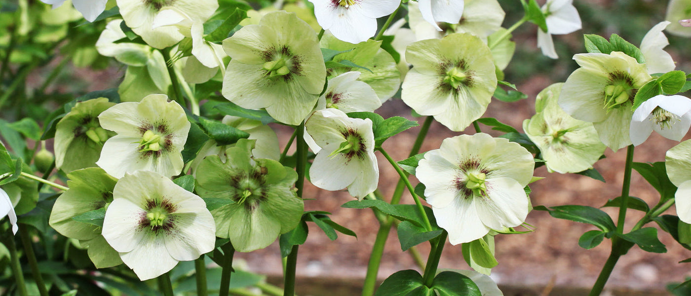Rose de Noël - Helleborus niger