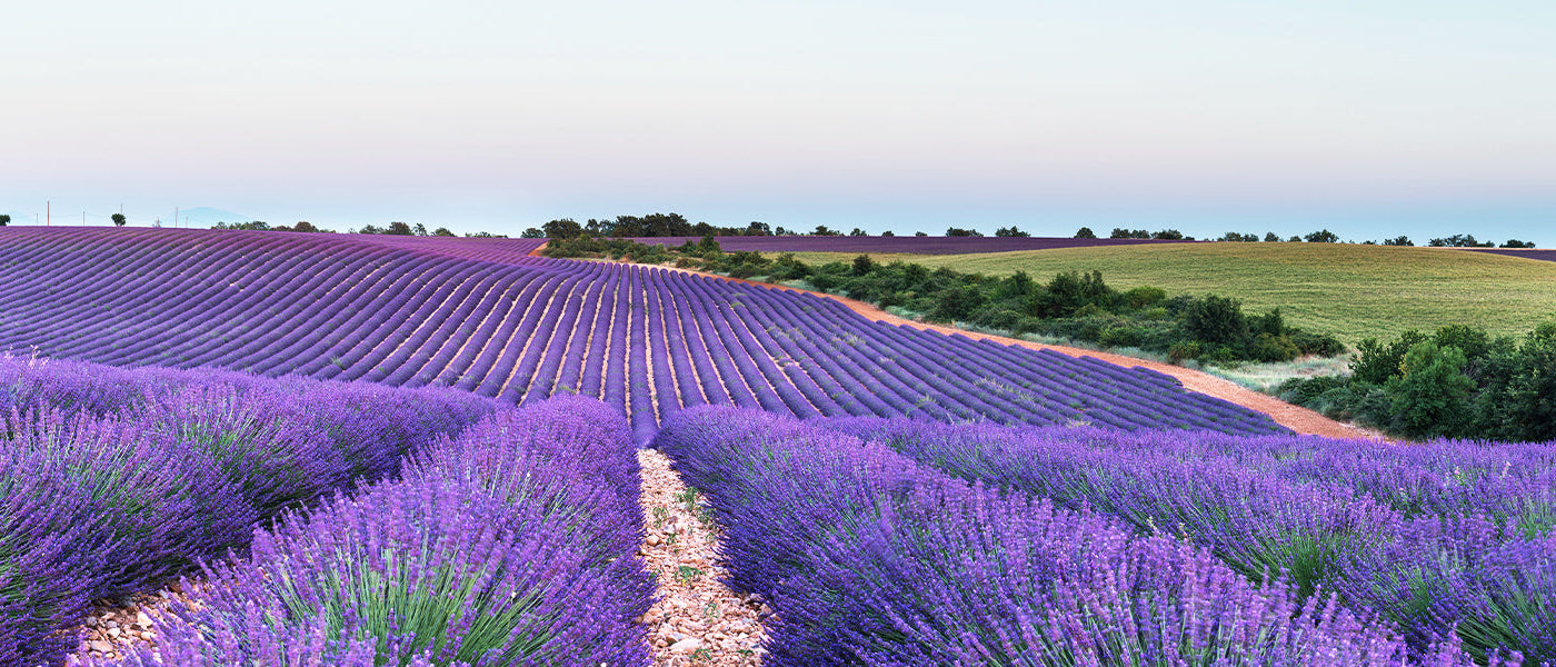 Lavande à toupet - Lavandula stoechas