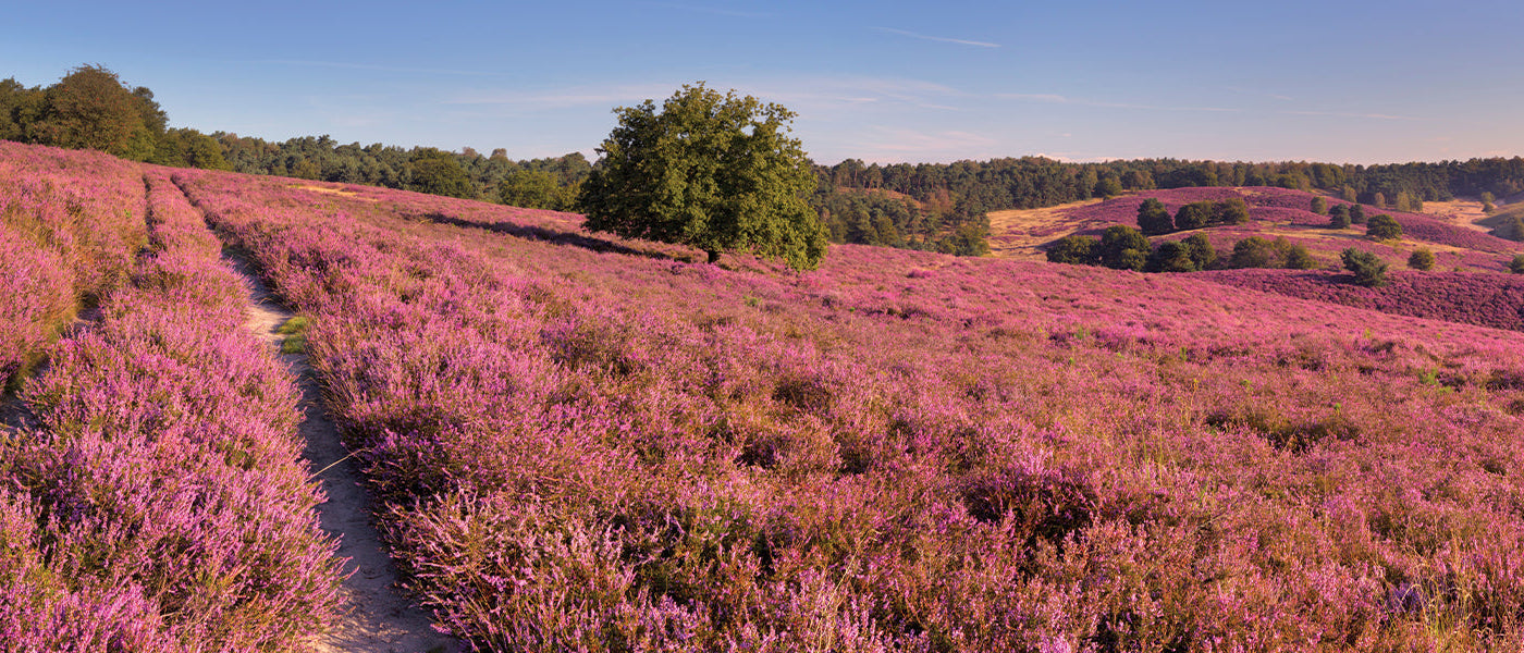 Bruyère cendrée - Erica cinerea