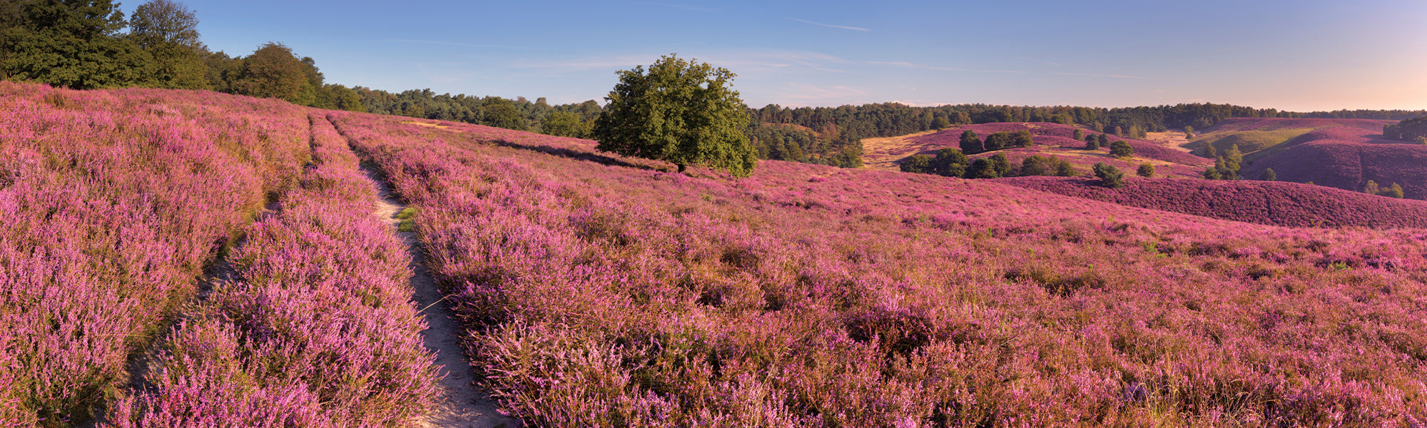 Bruyère cendrée - Erica cinerea