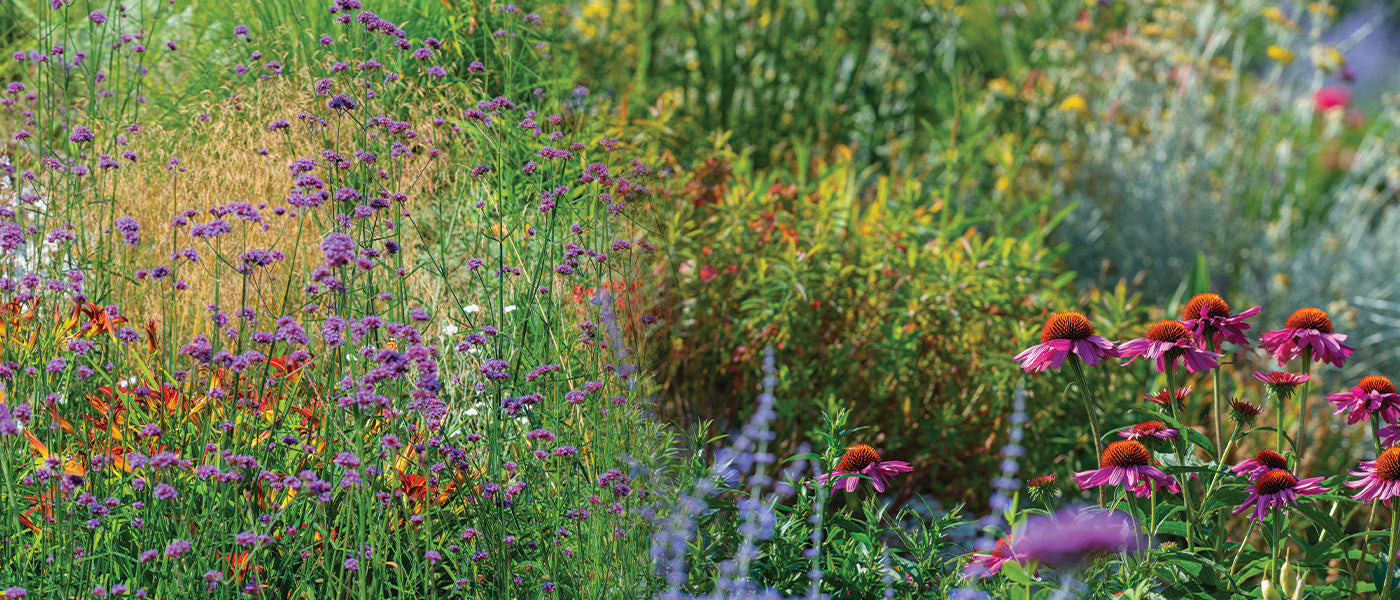 Fleurs vivaces