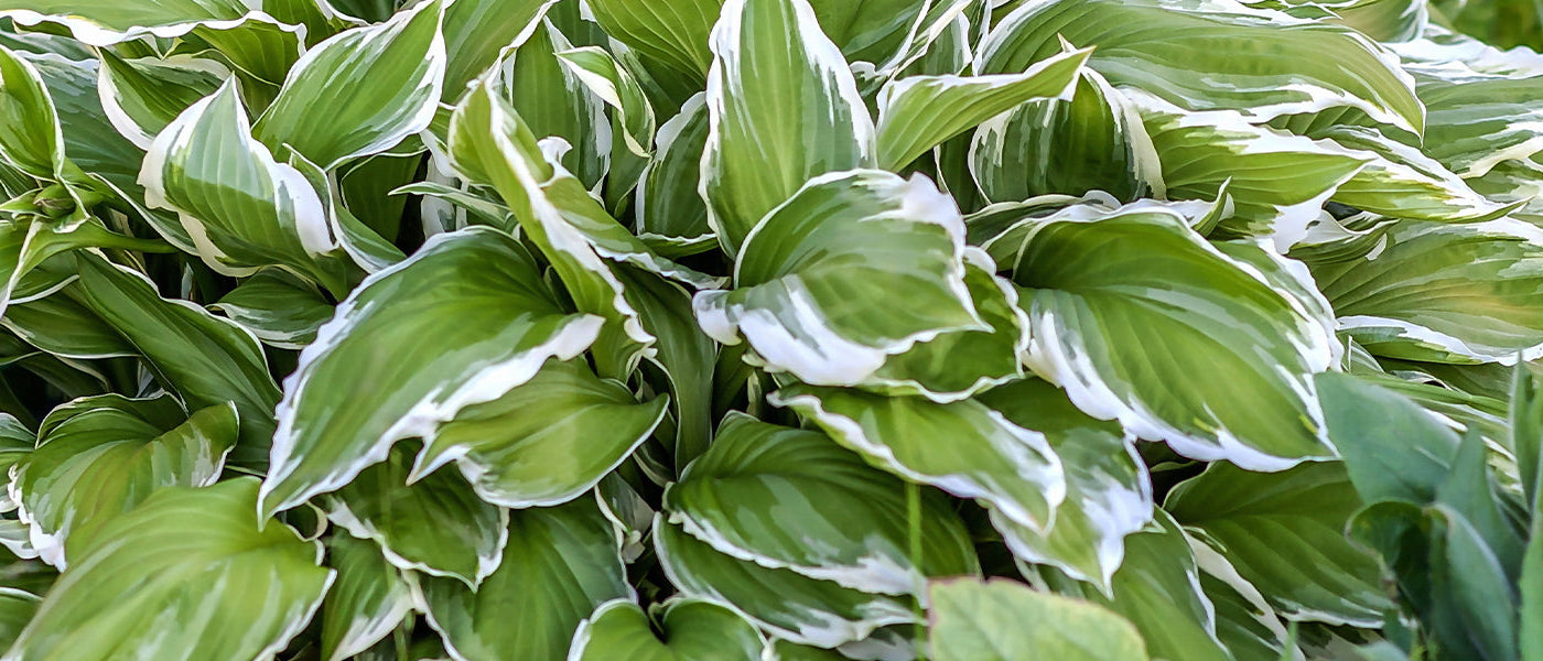 Hosta des montagnes - Hosta montana