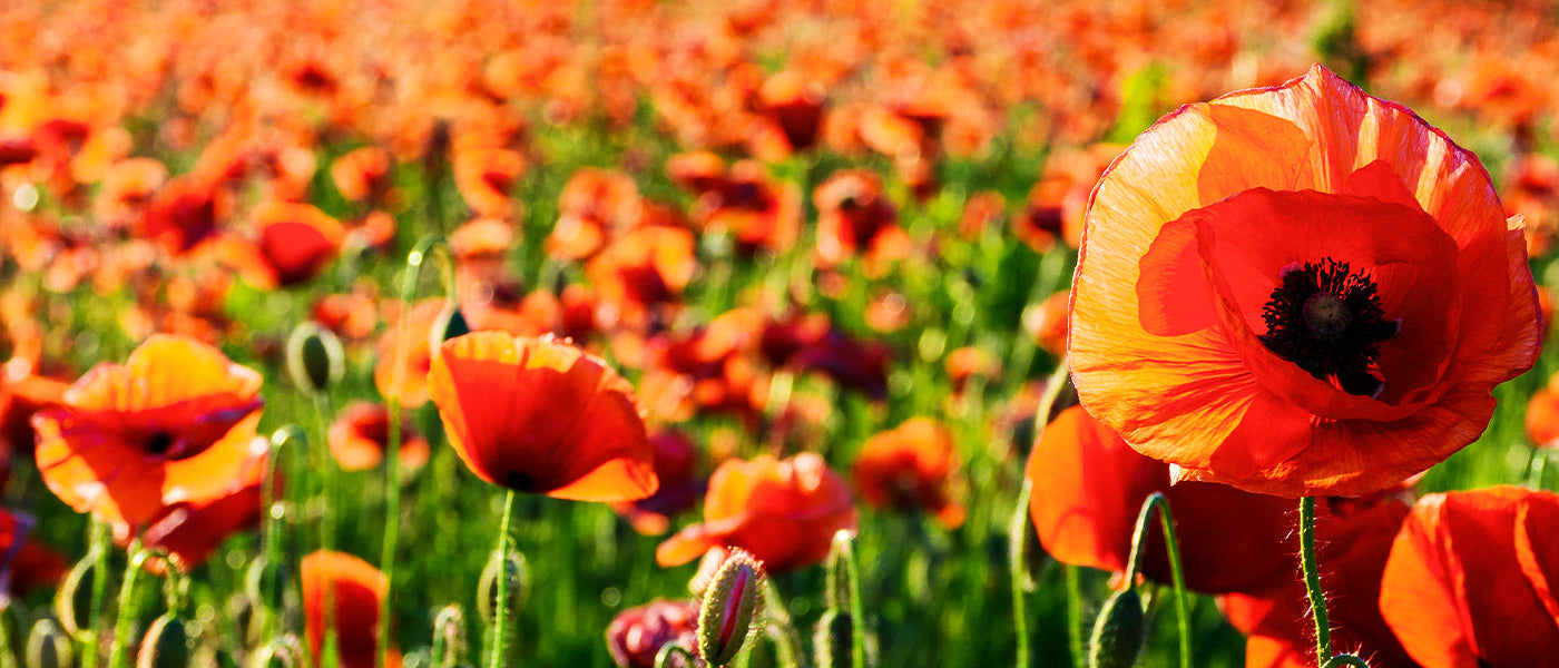 Coquelicot géant Pavot