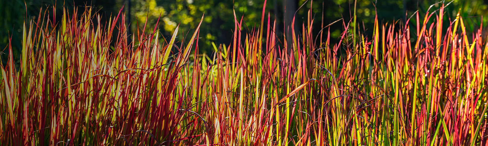 Plantes vivaces vaporeuses