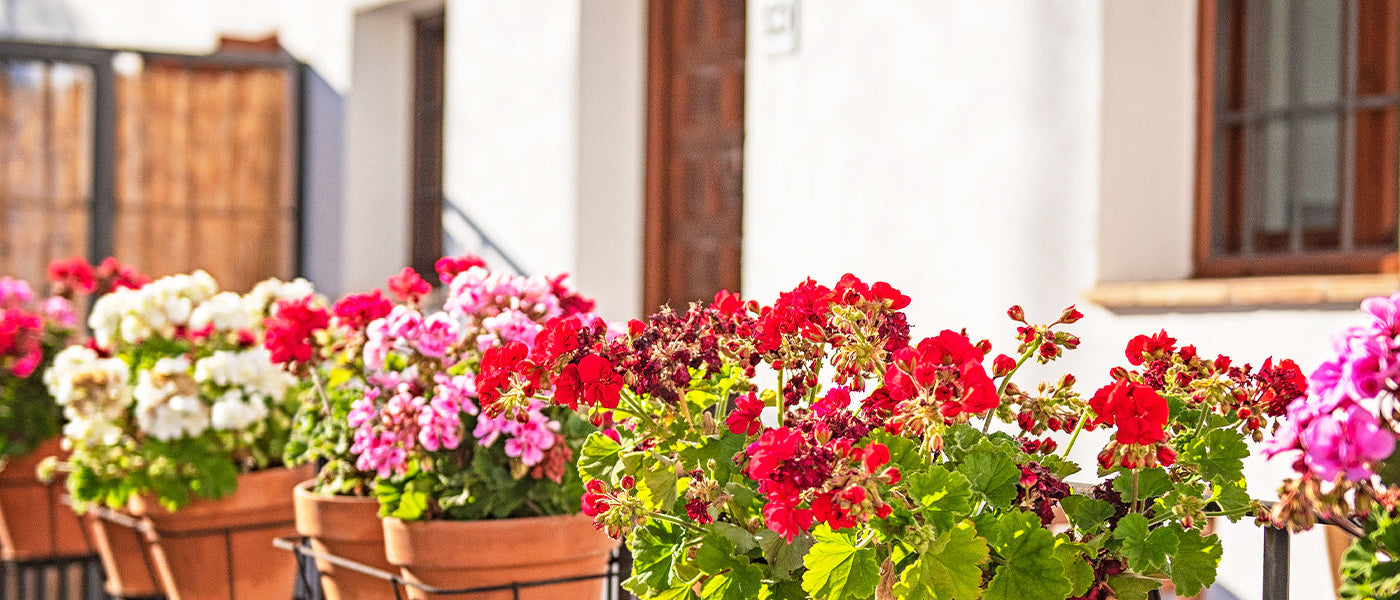 Géranium de balcon