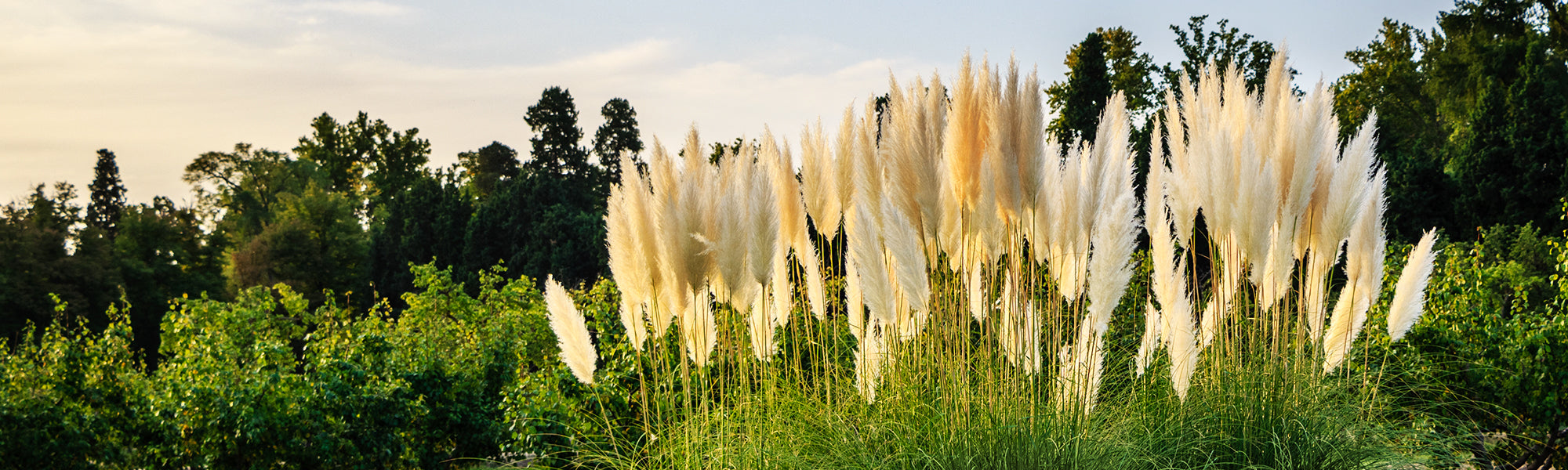 Calamagrostide - Calamagrostis