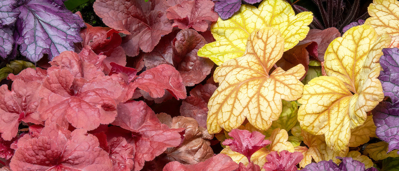 Heuchère sanguine - Heuchera sanguinea