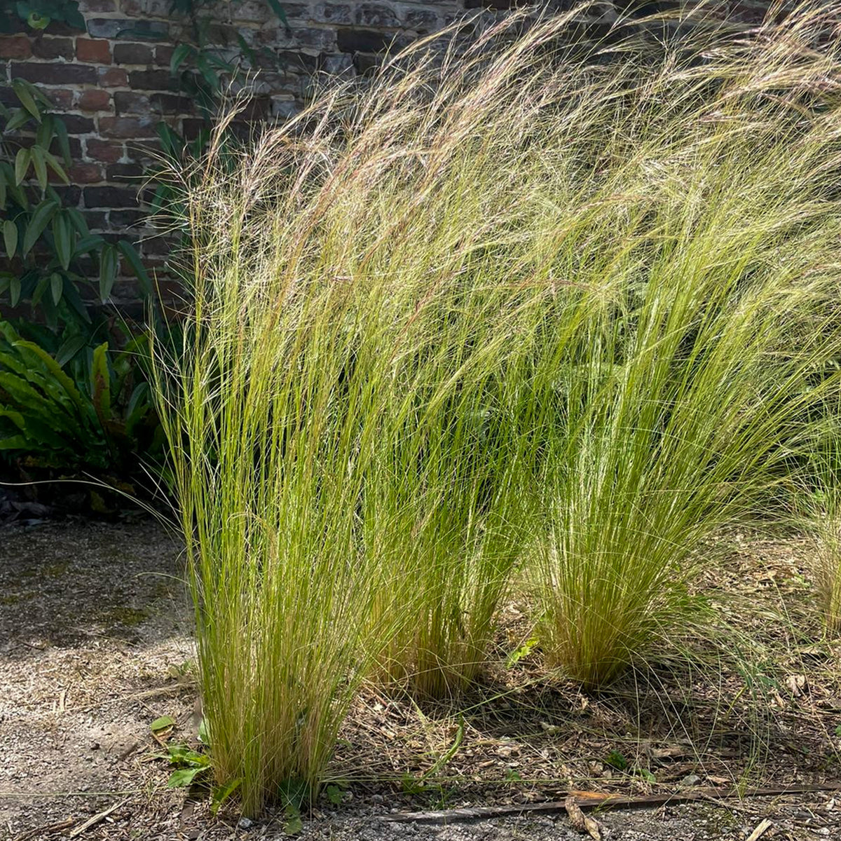 Stipa tenuissima - Cheveux d'ange - Stipa tenuissima - Willemse