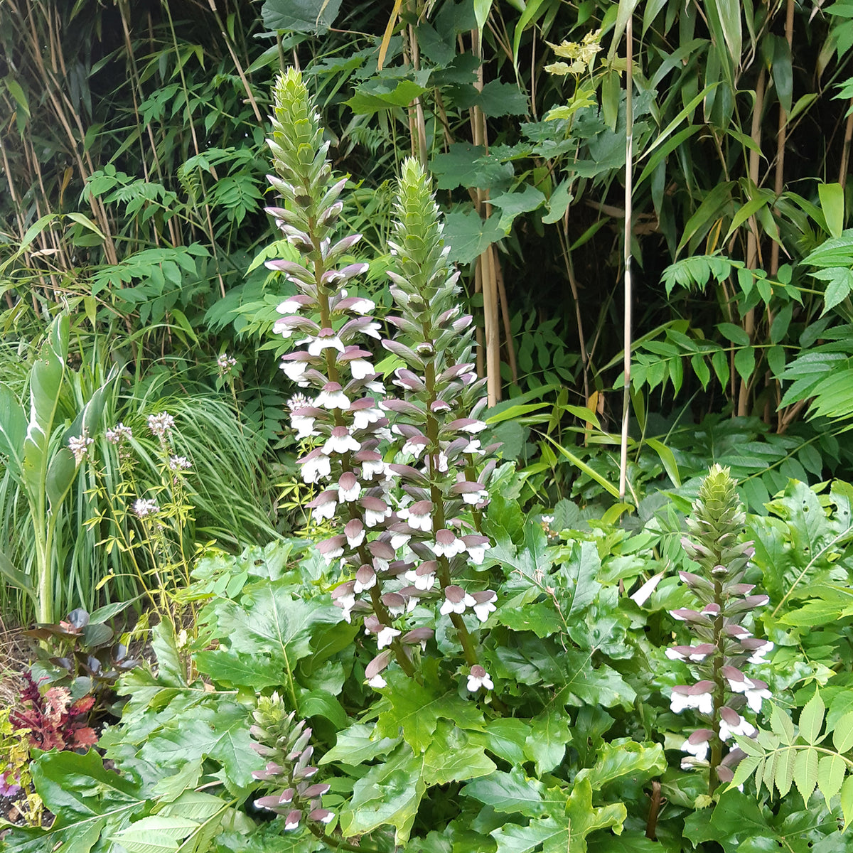 Acanthe molle - Willemse