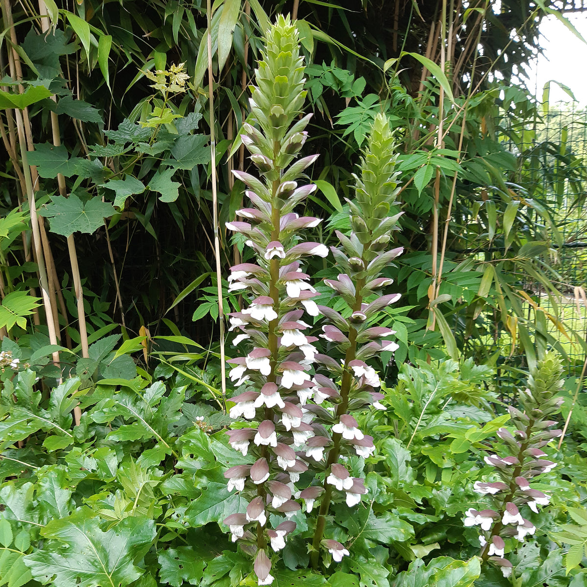 Acanthe molle - Acanthus mollis - Willemse